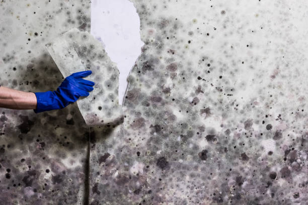 Best Mold Removal Near Me  in Wallburg, NC