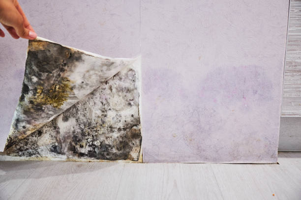 Best Mold Testing  in Wallburg, NC